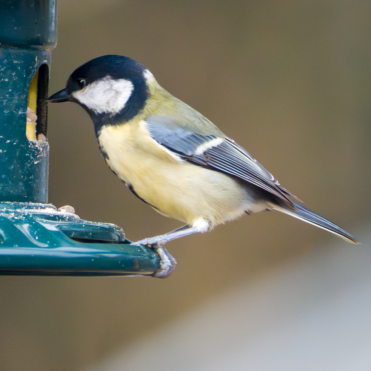Photography by Chris Allington